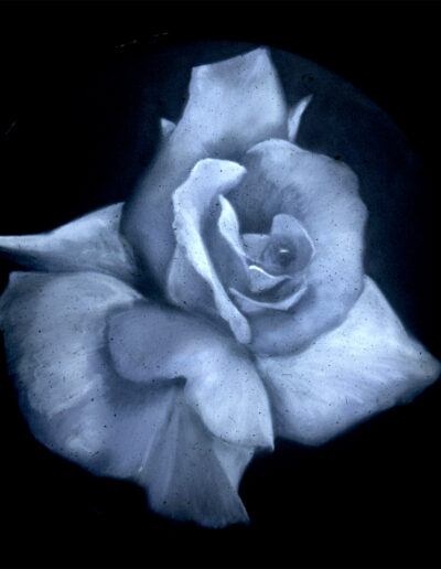 White Rose, acrylic on plastic, 20" diameter