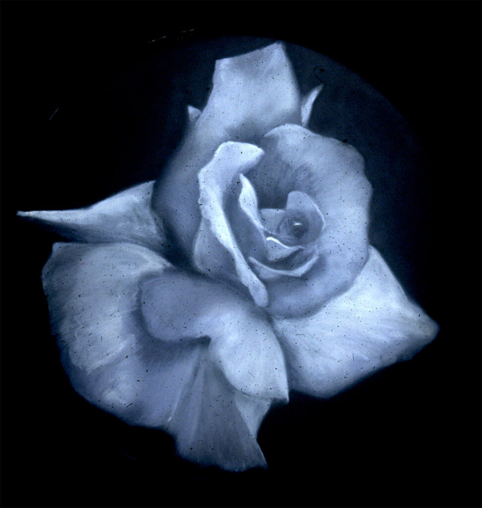 White Rose, acrylic on plastic, 20" diameter