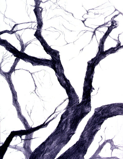 Zion Tree, graphite on paper, 10" x 8"